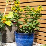 Mayfield Cylinder Blue