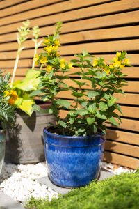 Mayfield Cylinder Blue