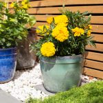 Mayfield Cylinder Green