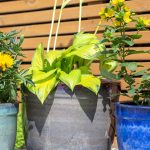 Mayfield Cylinder Merlot