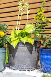 Mayfield Cylinder Merlot