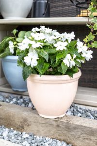 Willow Planter Blush